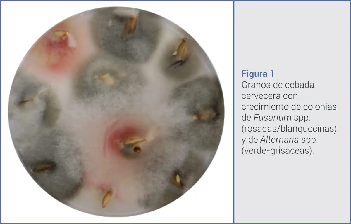 Granos de cebada cervecera con crecimiento de colonias de Fusarium spp. y de Alternaria spp.