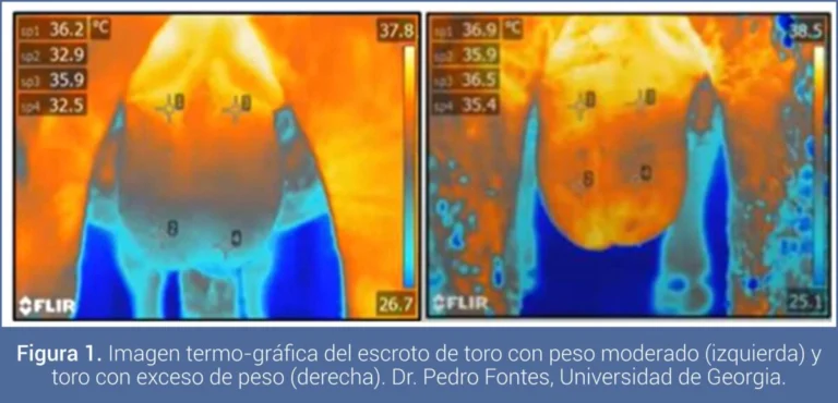 La alimentaci&oacute;n de los toros gana protagonismo: advierten que define la fertilidad y la productividad de los rodeos